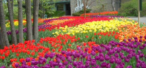 field of tulips in the spring