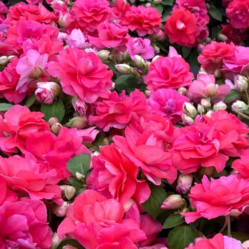 Rockapulco-Double-Impatiens-square