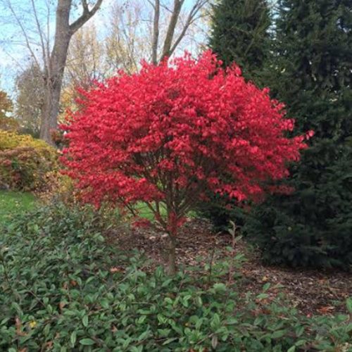 foliage-burning-bush-proven-winners
