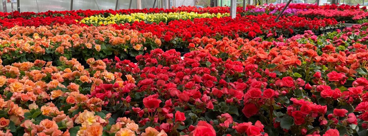 slider-annual-greenhouse