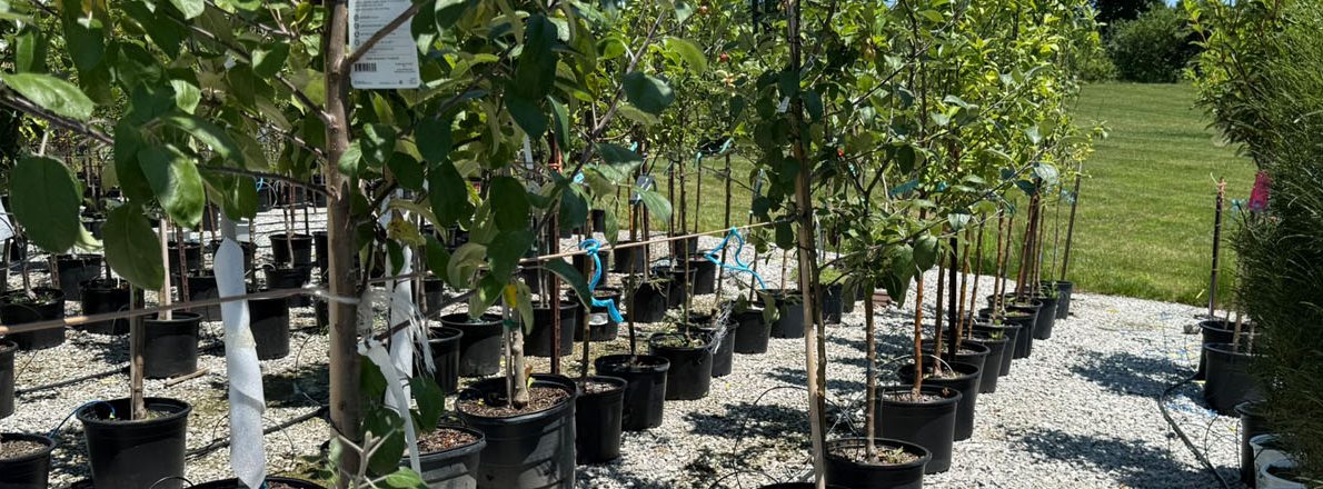 slider-apple-trees