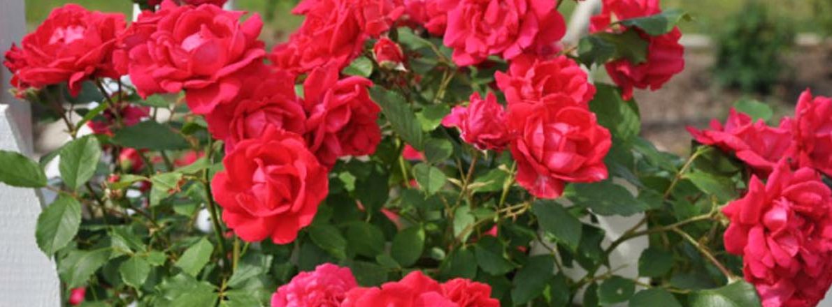 slider-blaze-climbing-rose