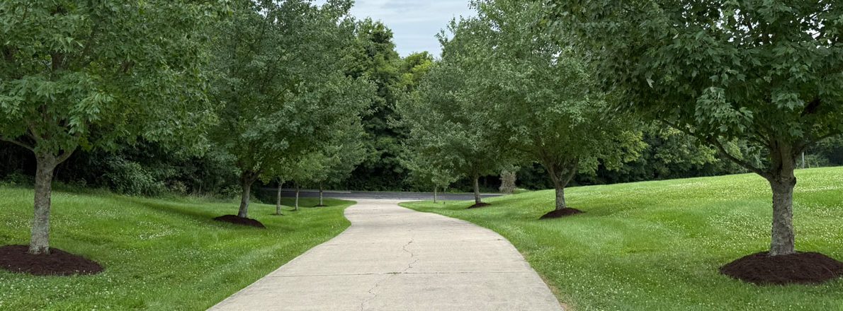 slider-boulevard-trees