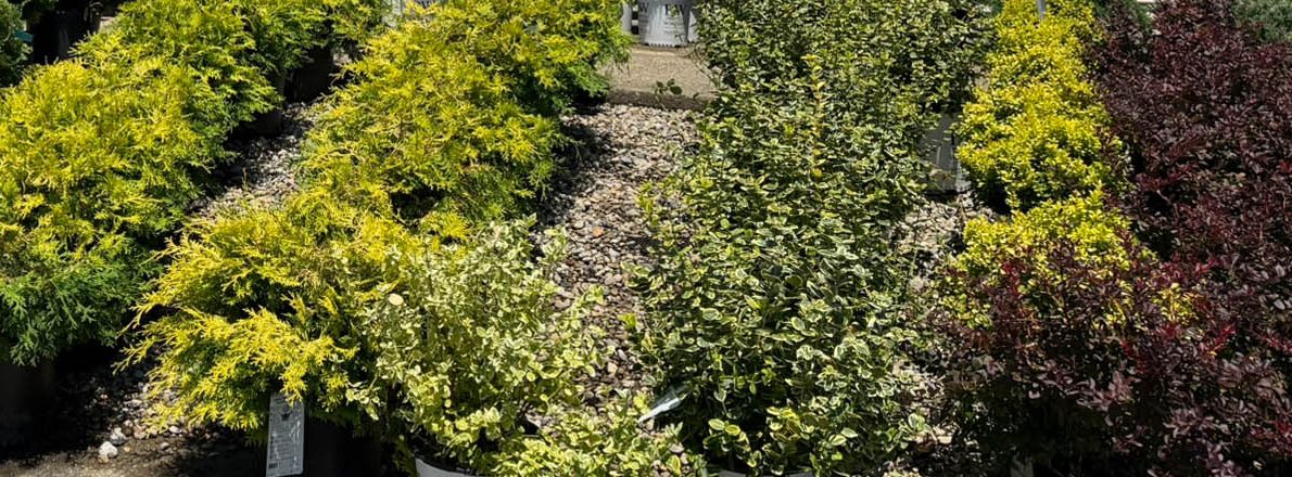 slider-front-shrubs-red