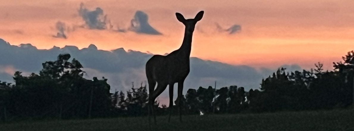slider-garden-deer