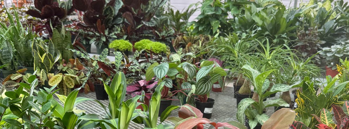 slider-houseplants