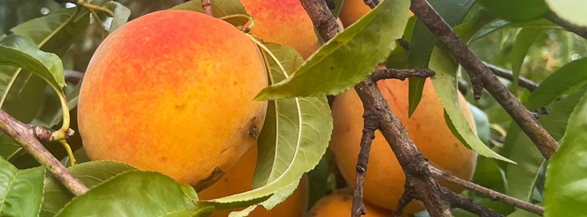 slider-peaches-tree