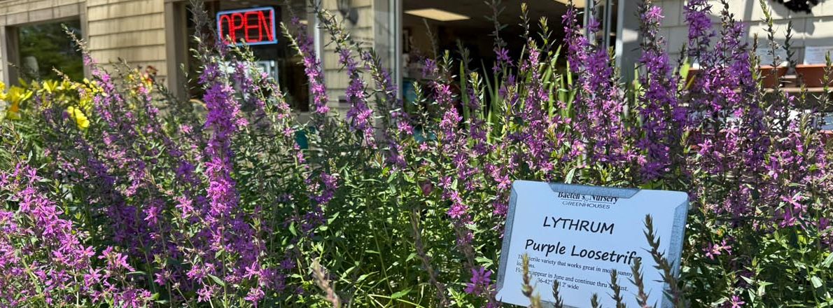 slider-perennial-purple-loosetrife