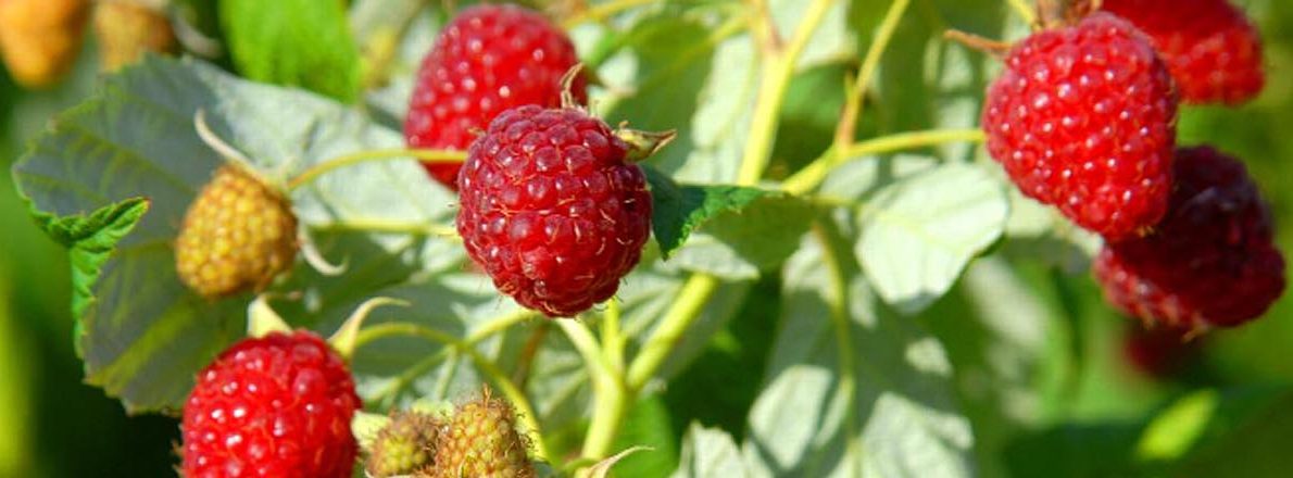 slider-raspberries