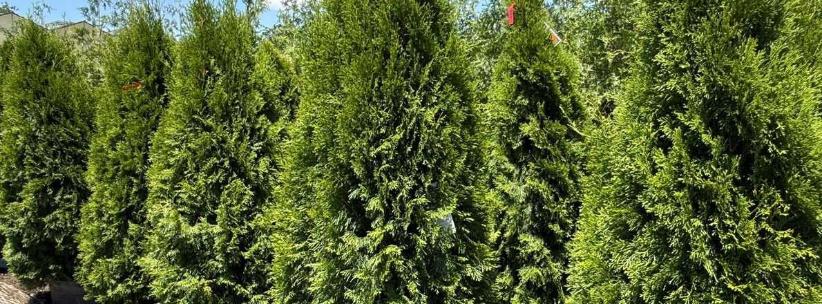 slider-shrubs-arborvitae