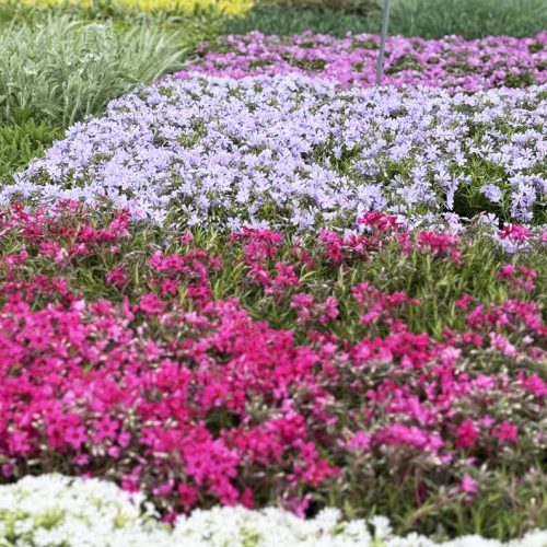 square-Perennial-Place