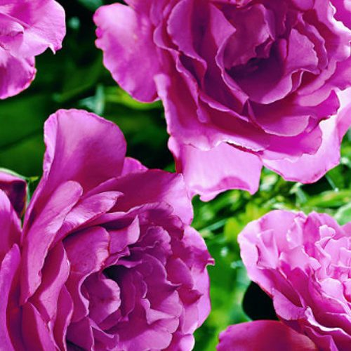 square-angel-face-rose