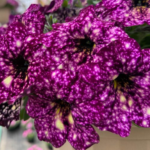 square-annual-Splash-Dance-Magenta-Mambo-Petunia
