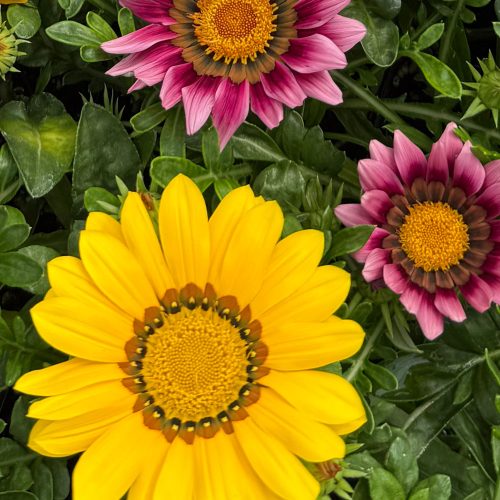 square-annual-gazania