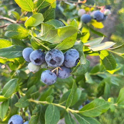 blueberries