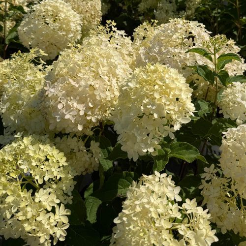 square-bobo-hydrangeas