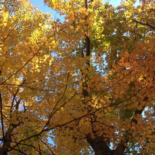 square-fall-trees-shade