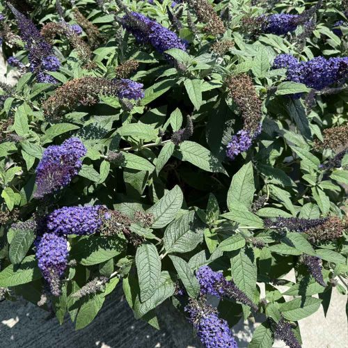 square-flowering-shrub-butterfly-bush