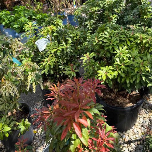 square-flowering-shrubs