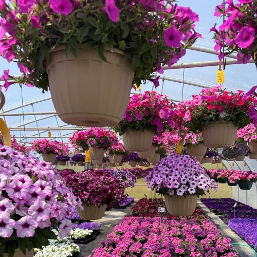 square-greenhouse-annuals
