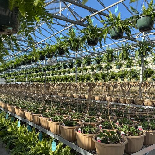 square-greenhouse-ferns