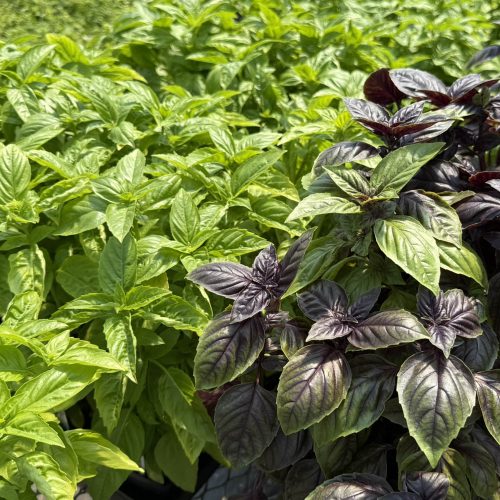square-herbs-basil