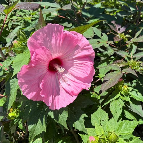 square-hibiscus-shrub