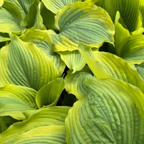 square-hosta-perennial