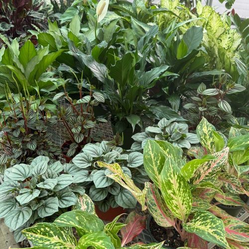 square-houseplants-full