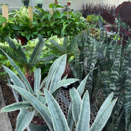square-houseplants-light