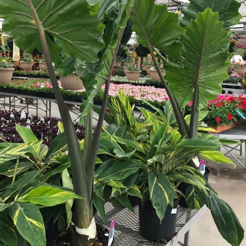 square-houseplants