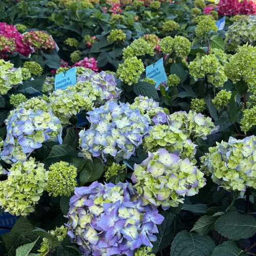 square-hydrangea-purple