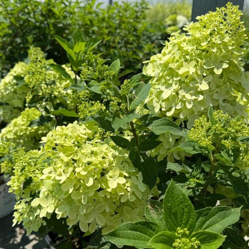 hydrangea