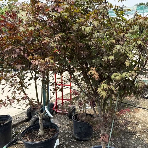 square-ornamental-jap-maples
