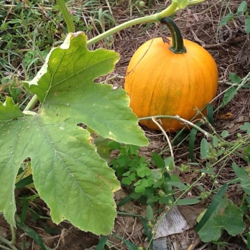 square-pumpkin
