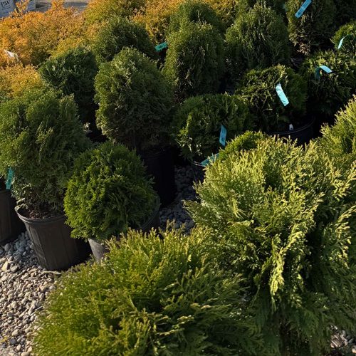 square-shrubs-cu