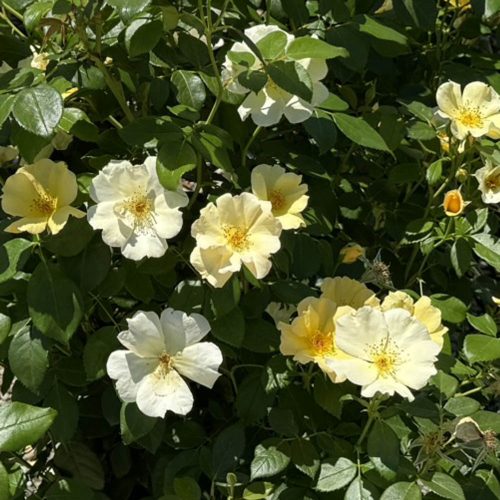 square-shrubs-knockout-rose-yellow