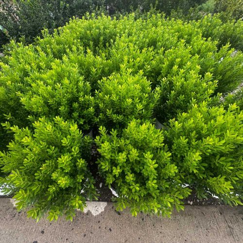 square-softtouchholly