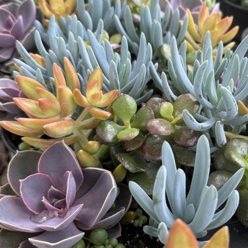 square-succulents