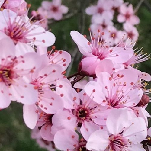 square-trees-crabapple