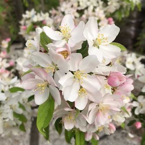 square-trees-crabapple-white