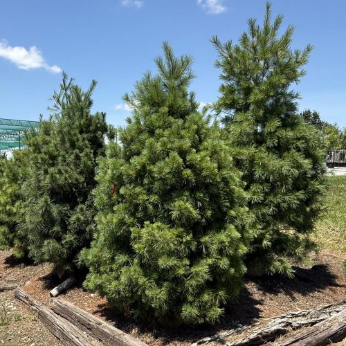 square-trees-evergreen-pines