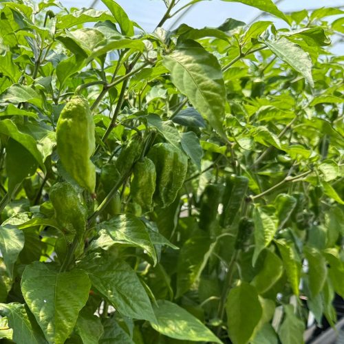 square-veg-hot-peppers