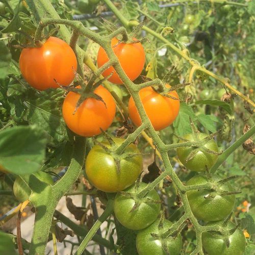 square-veg-sunsugars