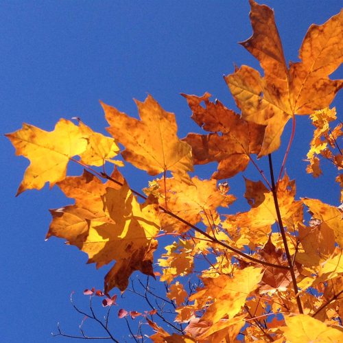 maple tree leaves in fall