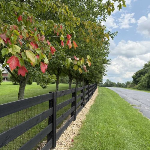 square-trees-road